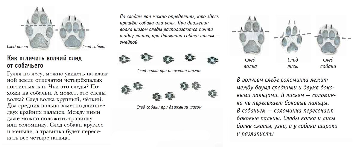 След волка. Отличия следов волка от собачьих