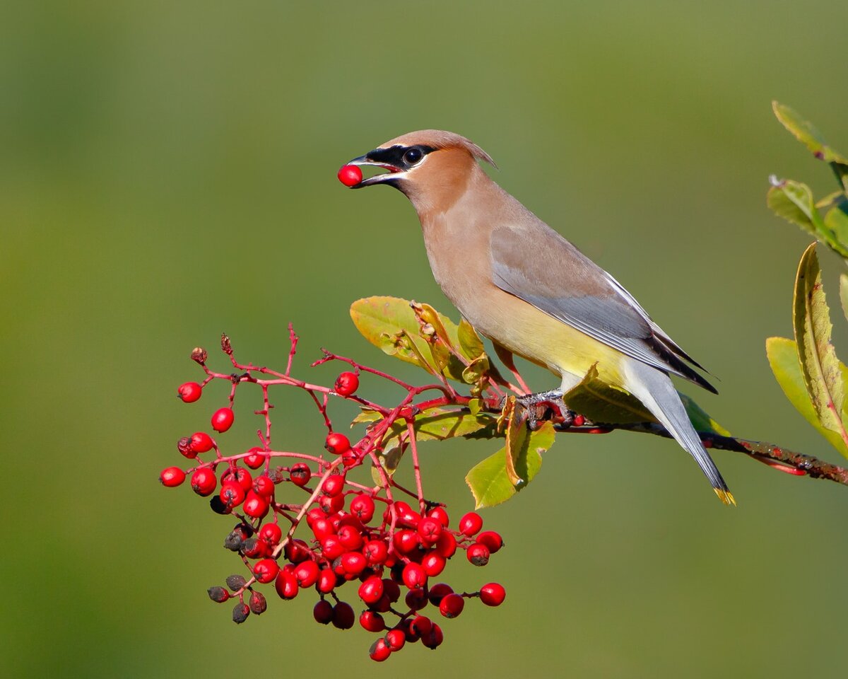 Свиристель без хохолка птица. Кедровый свиристель. Кедровый свиристель Cedar Waxwing. Американский свиристель. Свиристель - Waxwing.