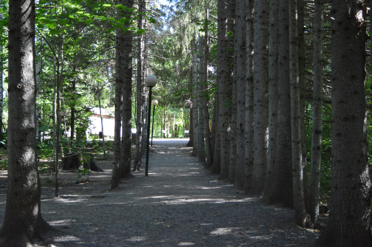 Еловая аллея.