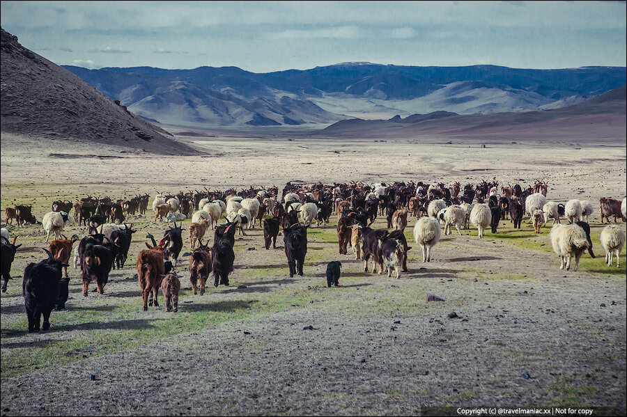 Скотовод в монголии букв
