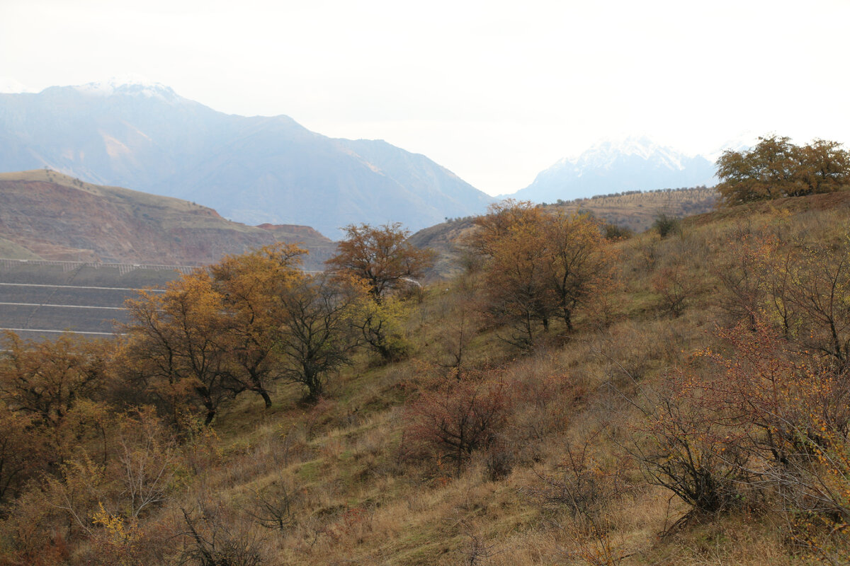 турбаза алтай резорт. турбаза горный алтай чемальский район горный. горный алтай туристы. марьин остров горный алтай. конный поход горный алтай.