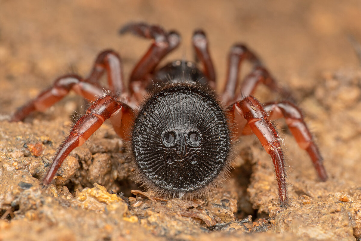 Вам штамп не нужен?