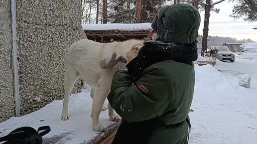 Собакам холодно в -32, но гулять все бегут с радостью. Волонтерский день в морозы