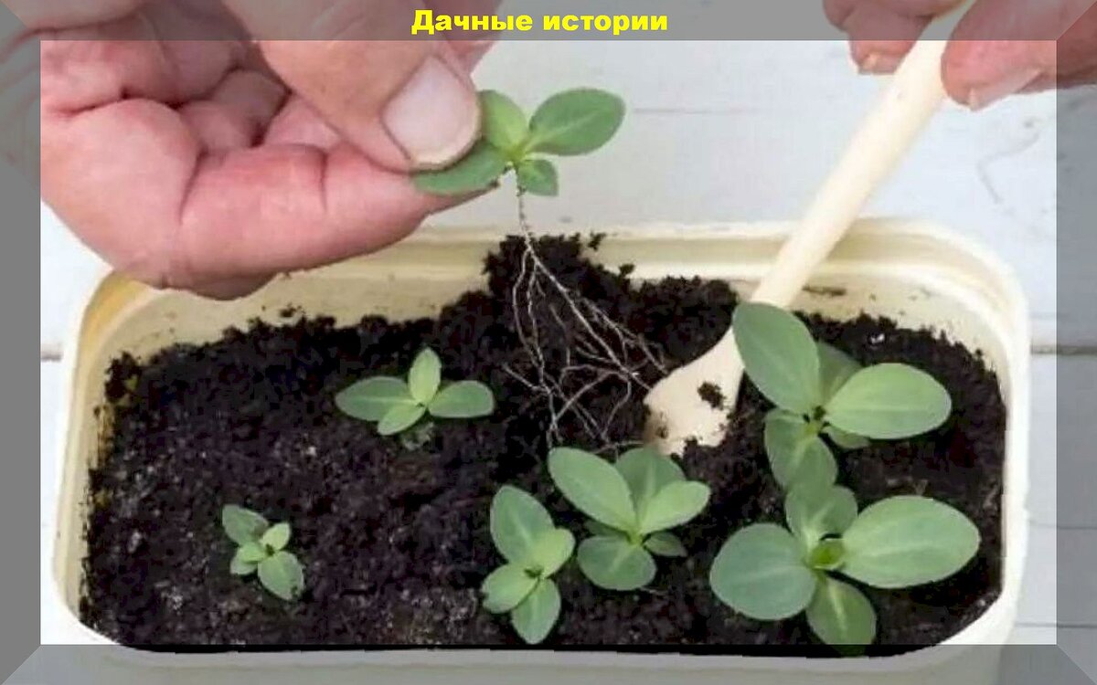 Эустома когда сеять семена на рассаду. Эустома рассада. Эустома пикировка рассады. Эустома пикировать. Эустома пикировка.