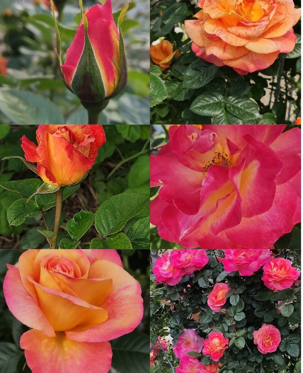 фотоколлаж Нины