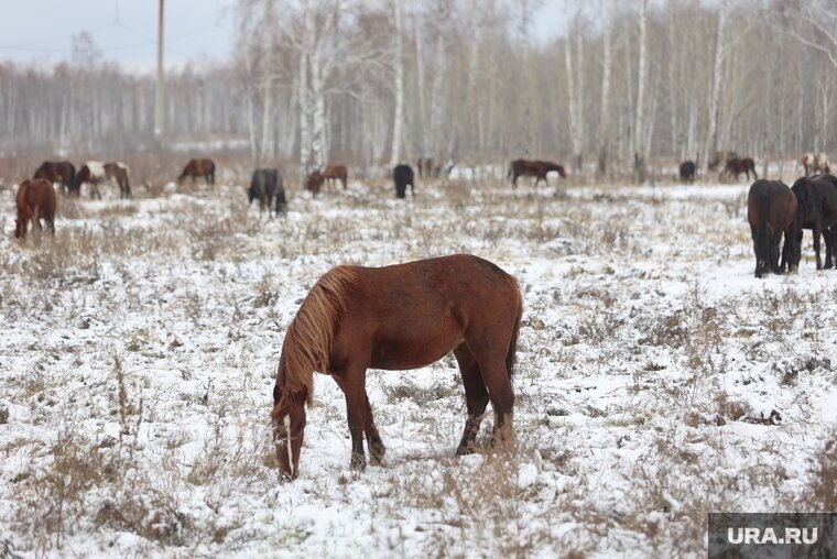    Конезавод оплатил все долги перед ФНС