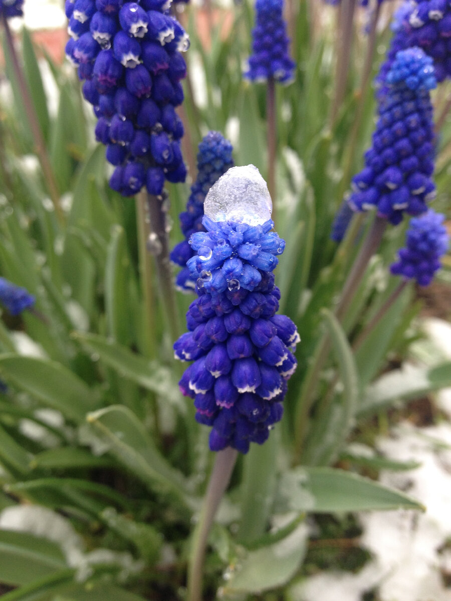 Бывает и так. И ничего, цветут как миленькие. Фото автора