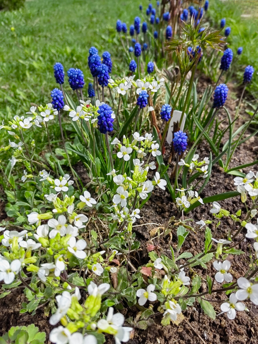 Аубреция и мускари. Фото автора