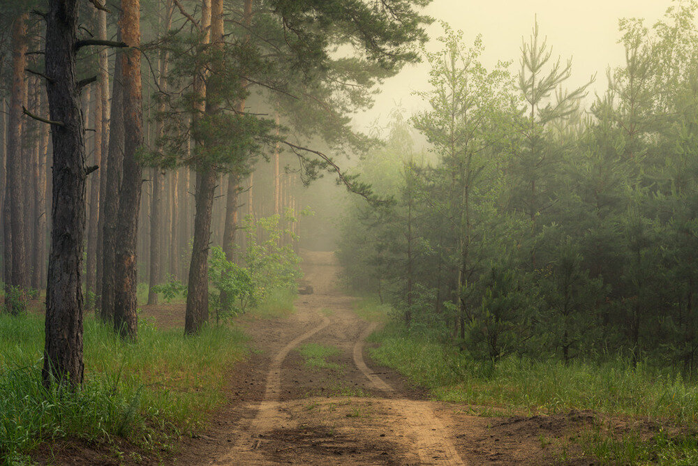 Лес туман лето. Утро в лесу. Туманное утро в лесу. Утренний лес. Утренний туман в лесу.