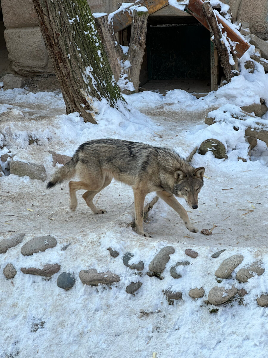 Ташкентский зоопарк