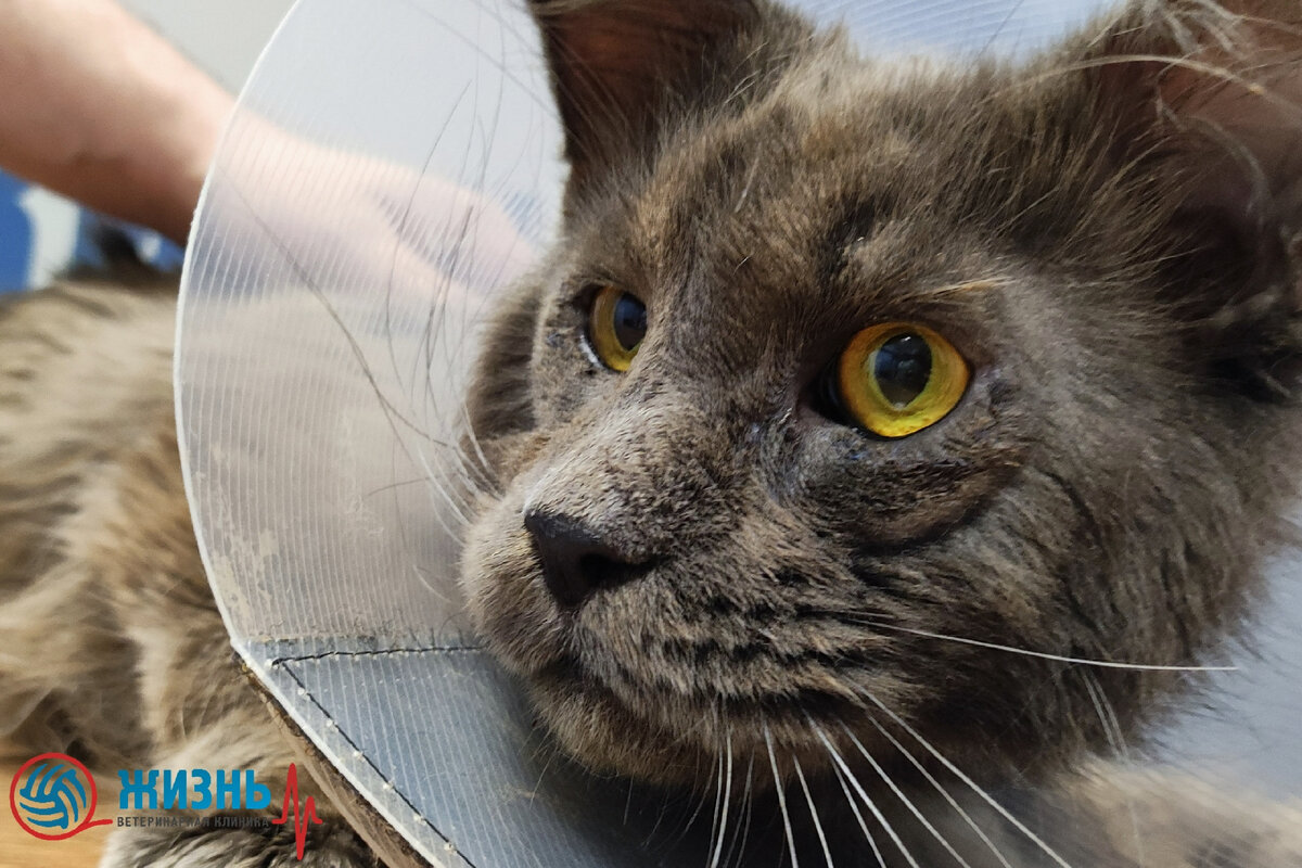 Ветеринар офтальмолог в Калуге. Заворот век у кошек. | Ветклиника в ...