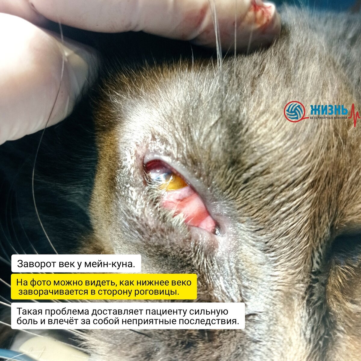 Саймон до операции по исправлению заворота век.