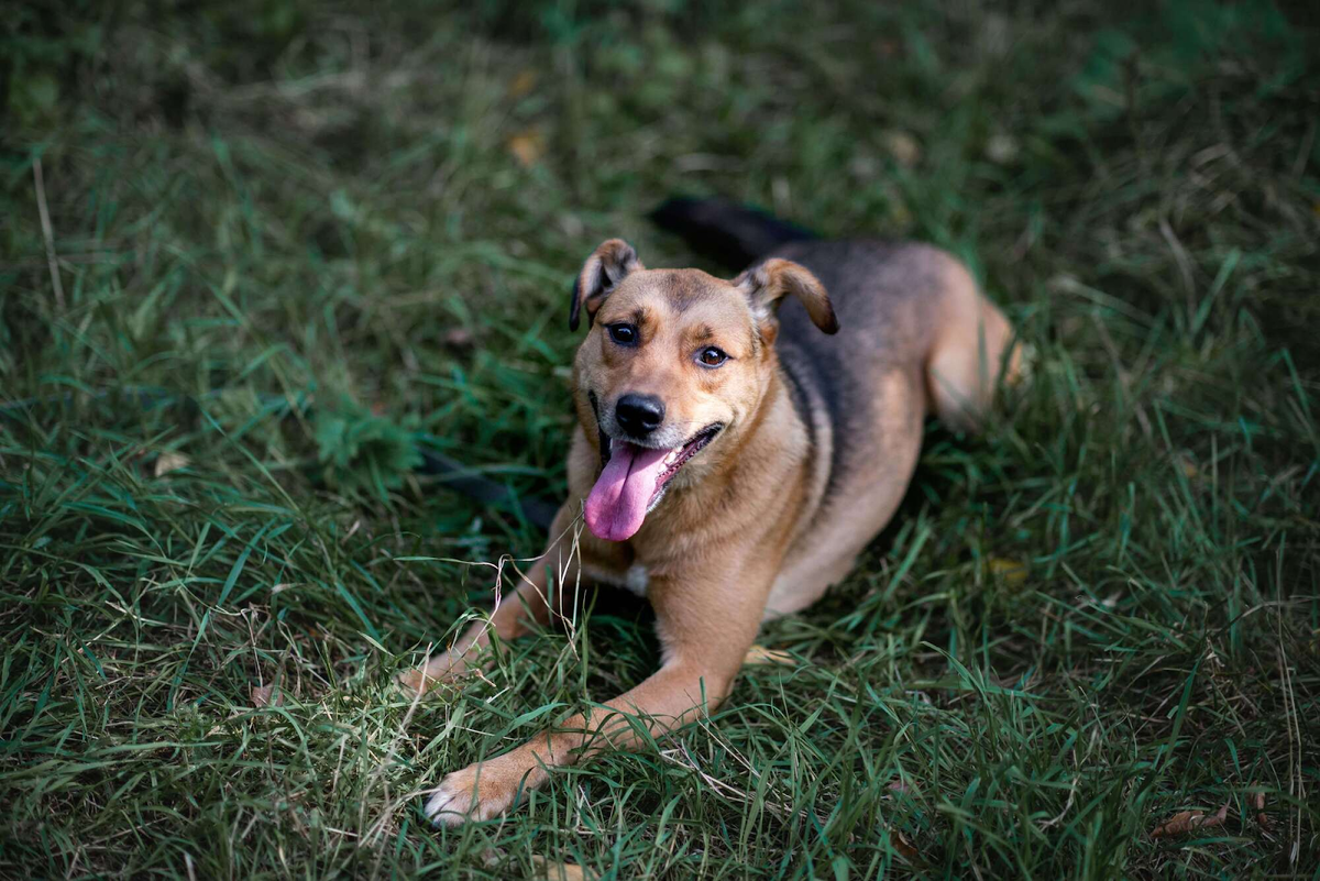Ника животное. Мажор собака желтый. Ника животное. Курска собака. Щенок ассоциации.