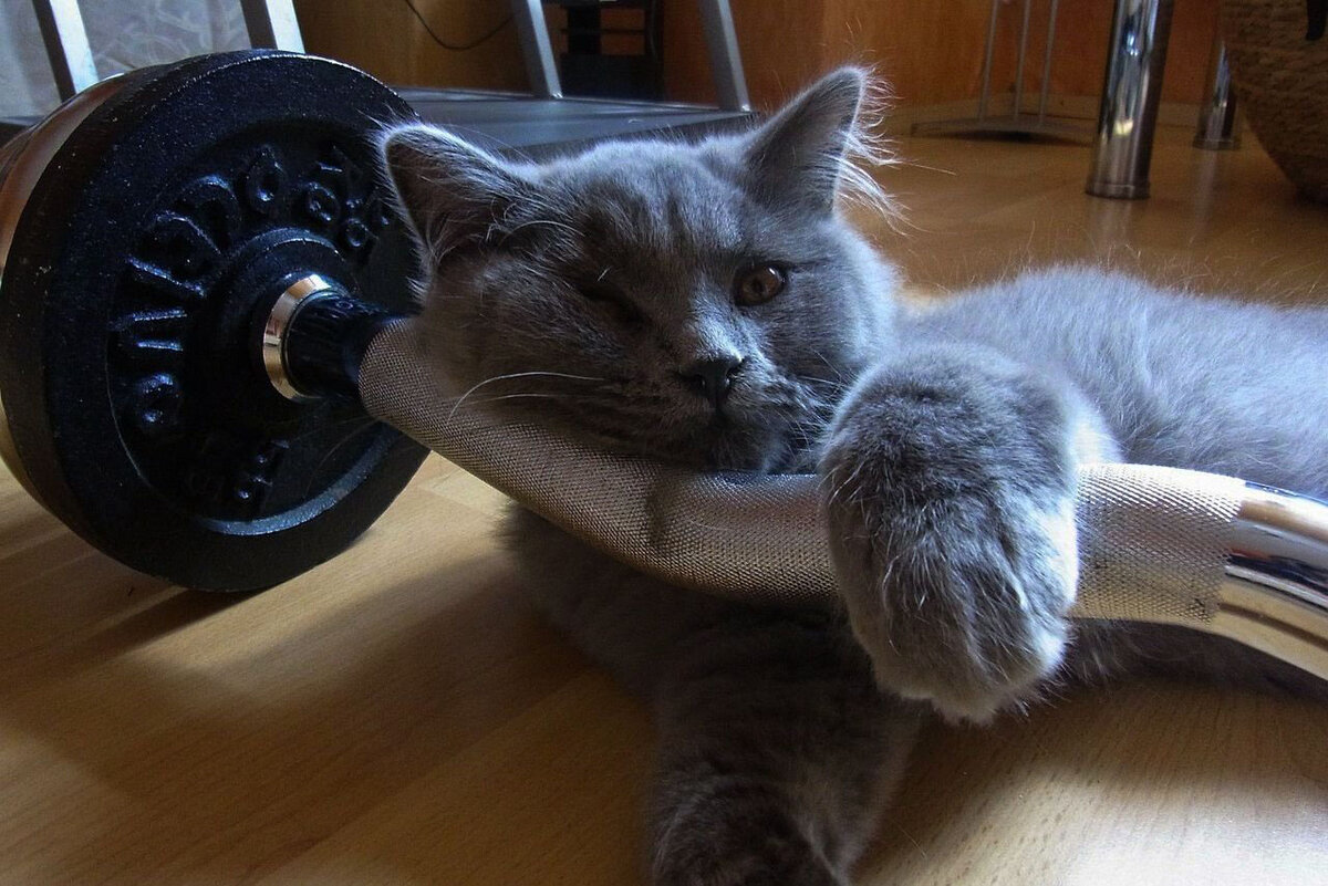 Как называется спорт кошки. Кот спортсмен. Котик тренируется. Фитнес кошка. Кот со штангой.