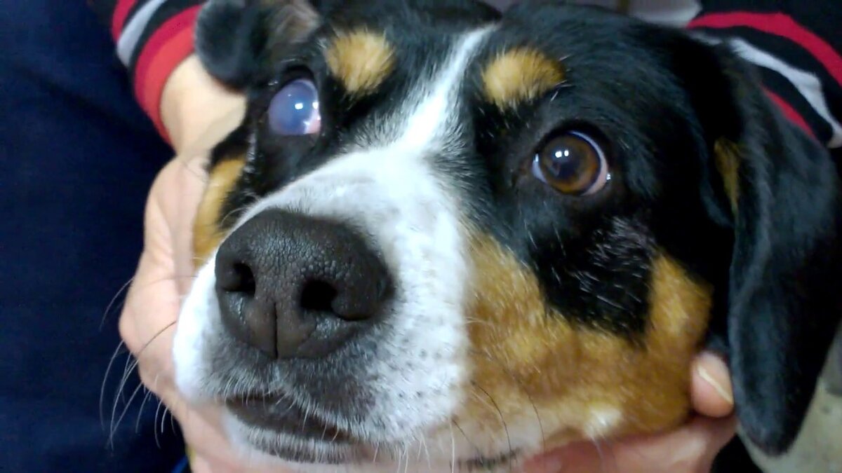 Характерный признак катаракты у собак – мутноватый, словно подернутый пеленой, взгляд, часто встречается у возрастных питомцев.