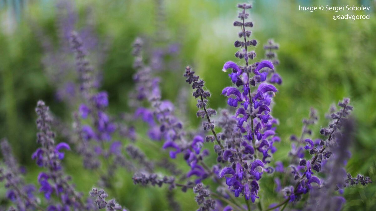 Salvia pratensis 'Twilight Serenade'. Цветки волосатые — из-за тополиного пуха.