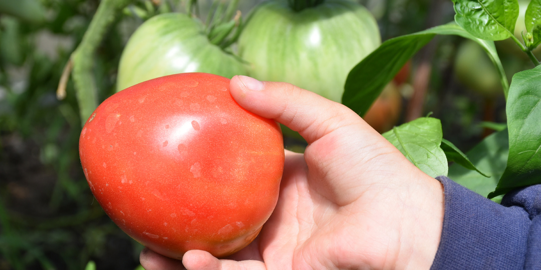 "Всегда усыпаны помидорами, рано начинают зреть и до холодов завязывают плоды": подборка лучших надежных сортов