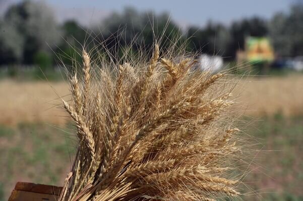 @Flickr/ Пресс-служба Президента Таджикистана