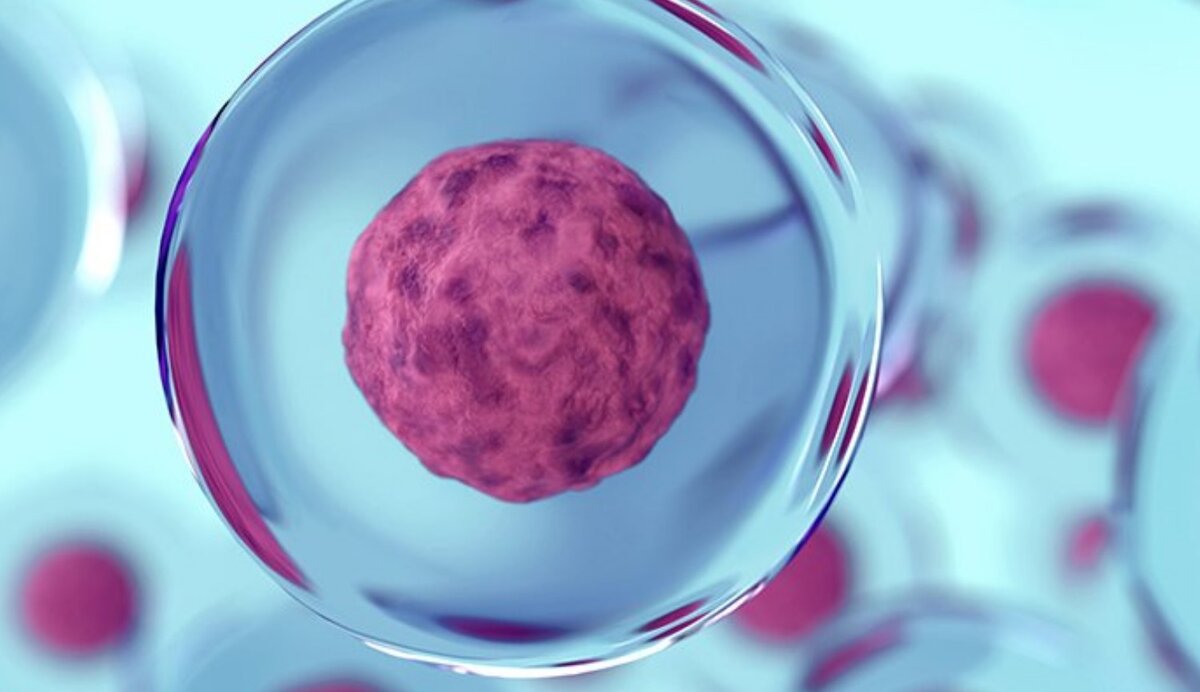 Создание искусственной клетки. Синтетическая бактериальная клетка синтия. Создание искусственной клетки. Mycoplasma laboratorium синтия. Искусственная бактерия синтия.