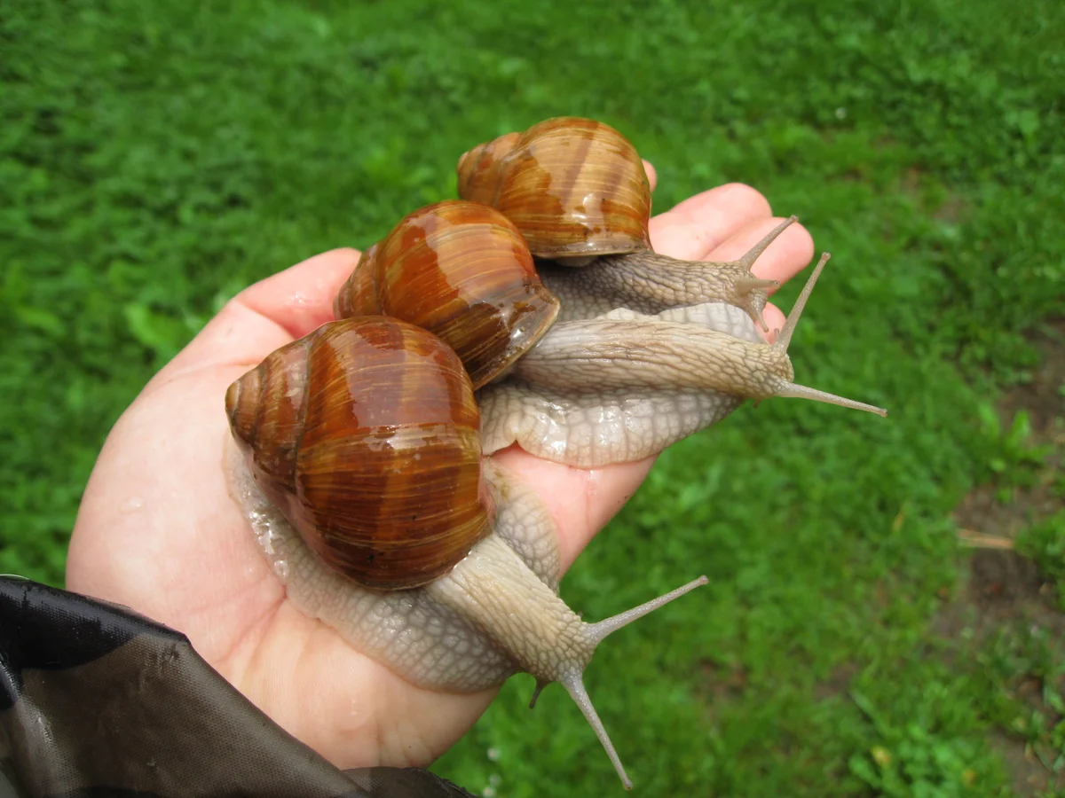 Виноградная улитка ахатина. Виноградная улитка Helix. Улитка Helix pomatia. Виноградная улитка ахатин.