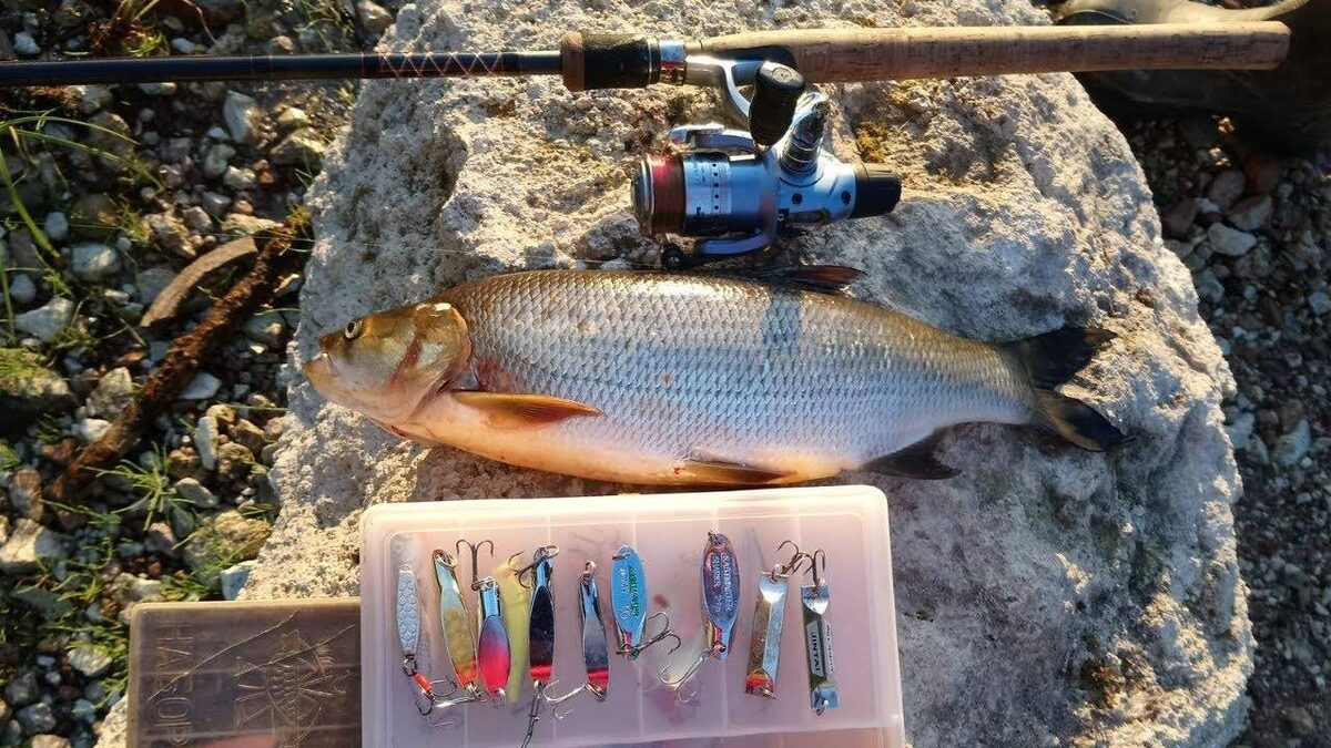 Молниеносные атаки, внезапные всплески и стремительная борьба делают ловлю жереха особенным приключением.