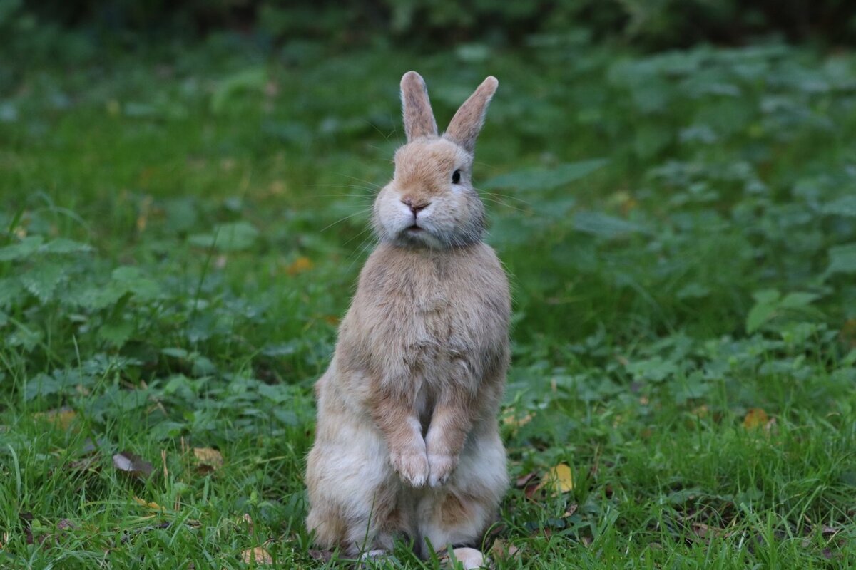 Кролик в экоотеле "Романов лес"