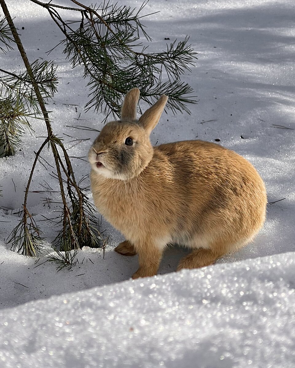 Кролик в экоотеле "Романов лес"