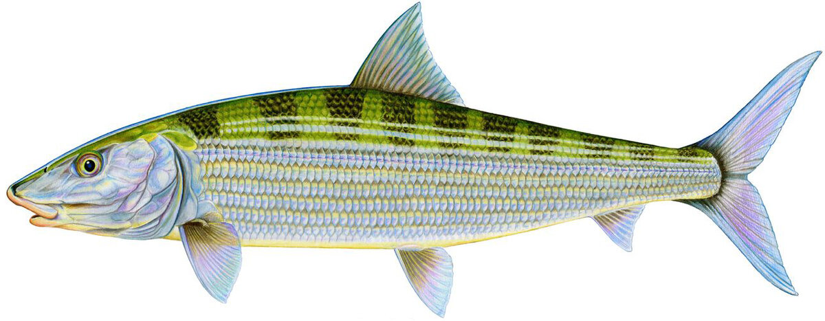 Albula glossodonta