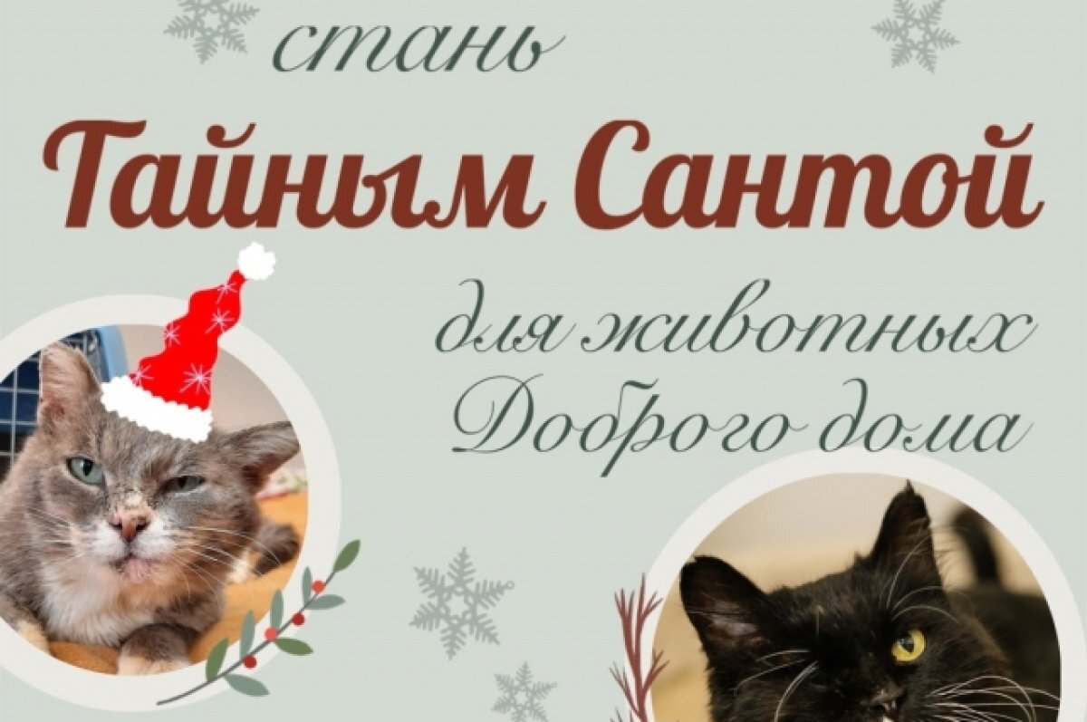    Хабаровчане могут стать «Тайными Сантами» для животных приюта