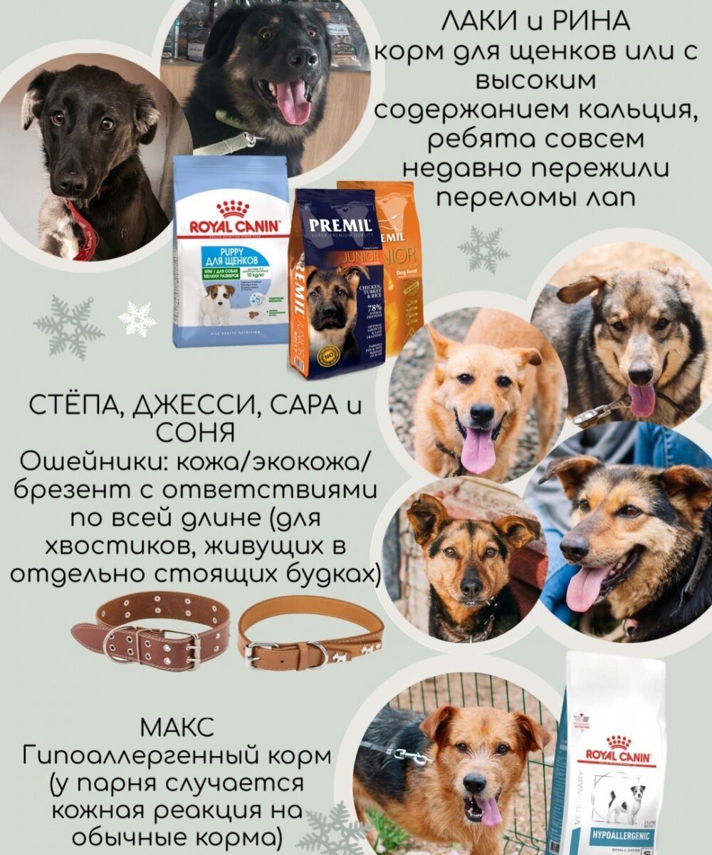   Фото: Общественная организация по защите животных "Добрый дом"