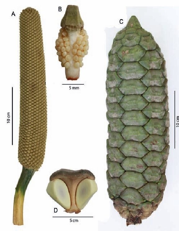 Микро- (A) и мега- (C) стробилы колумбийского эндемика Zamia encephalartoides. Источник рисунка - Calonje, M., Kay, J. & Griffith, P. M. (2011). Propagation of cycad collections from seed: applied reproductive biology for conservation. Sibbaldia 9: 77–96
