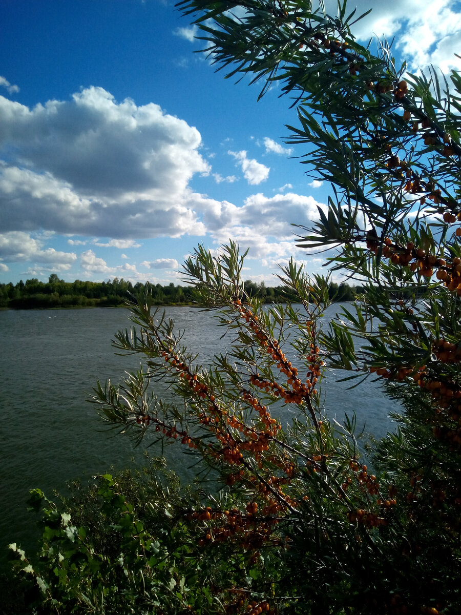 Река Бия, окрестности санатория "Рассветы над Бией"