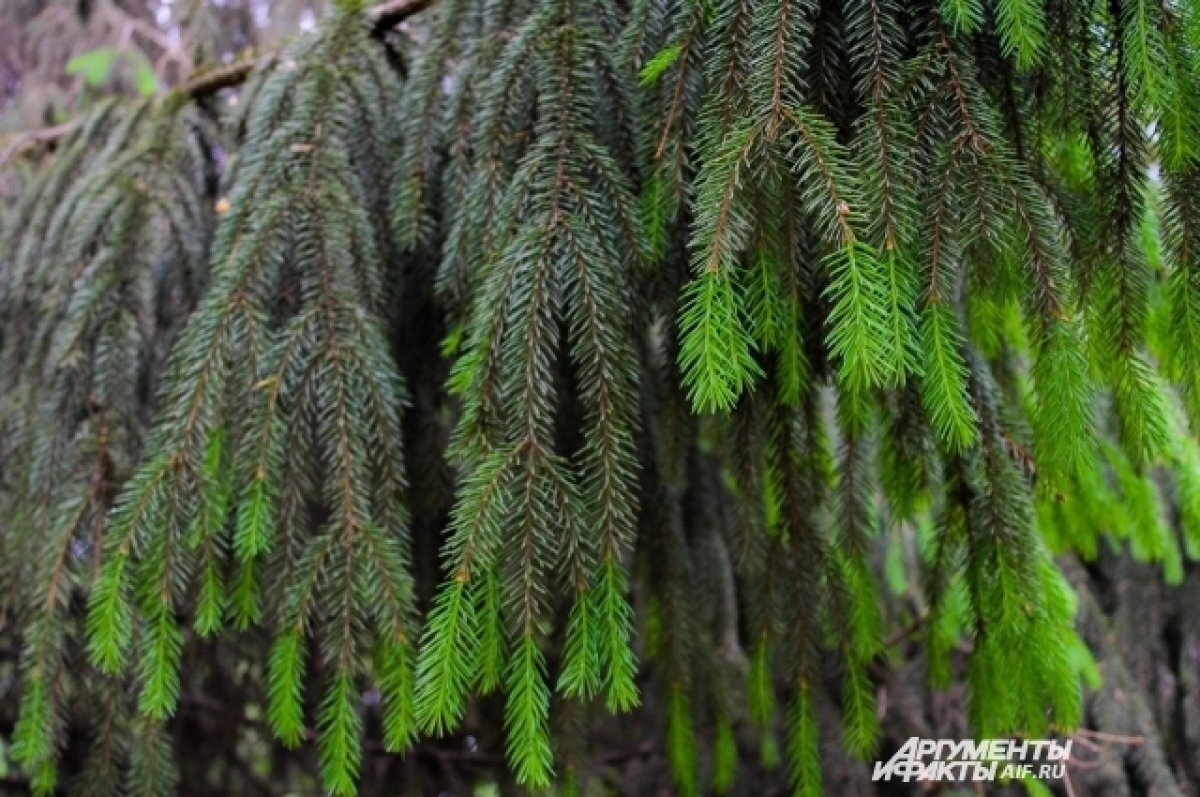    Сердце просится в полет: томич украл новогоднюю ёлку