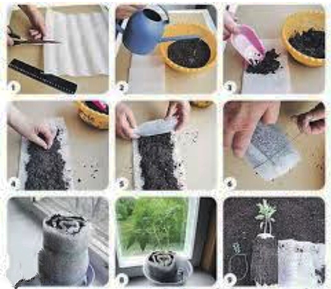 Как сделать улитку для посадки семян