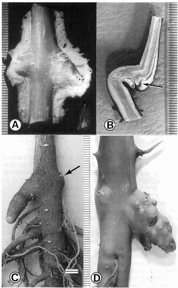 2-летние (A, B) и 3-летние (C, D) сеянцы гинкго.    Источник рисунка - Del Tredici, P. (1992) Natural regeneration of Ginkgo biloba from downward growing cotyledonary buds (basal chichi). Amer. J. Bot., 79, 522-530.