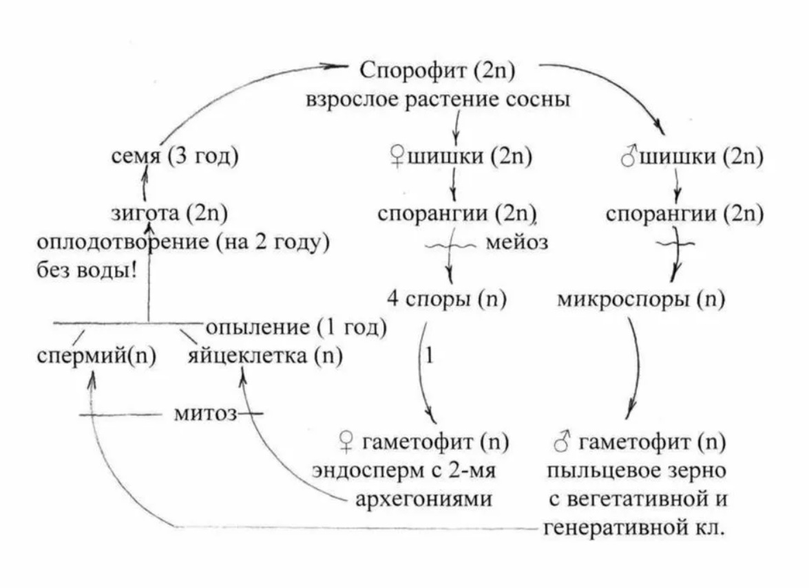 Спорофит и гаметофит отдел