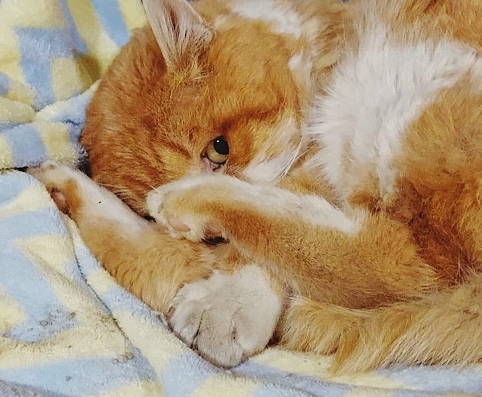 Уличный кот, переживший многое