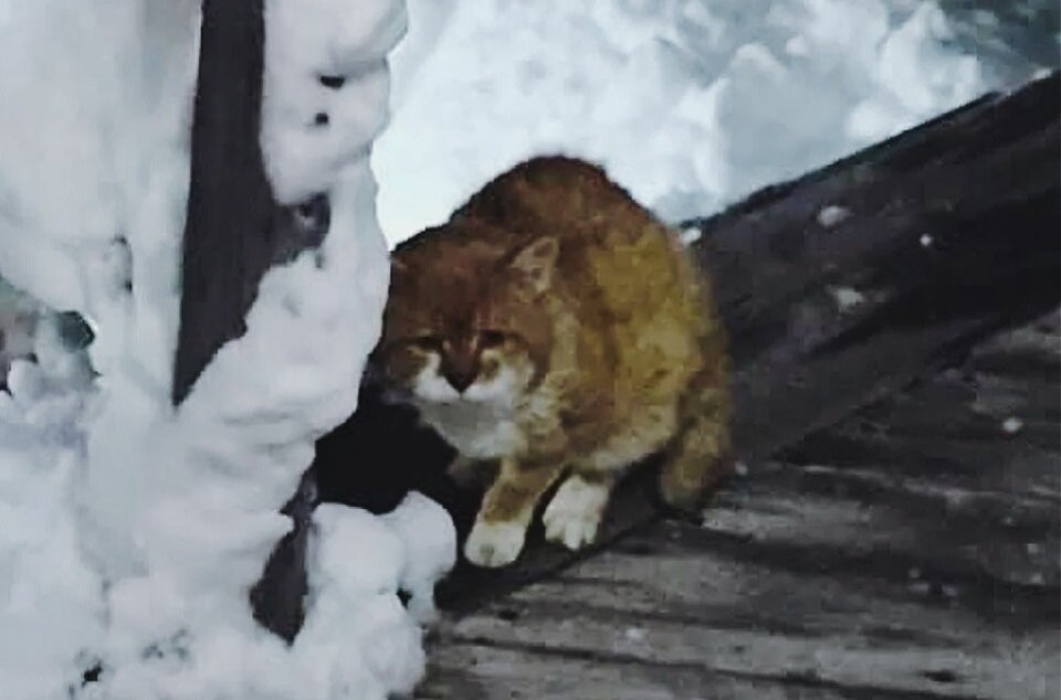 Даже непогода не заставила Бабби вернуться