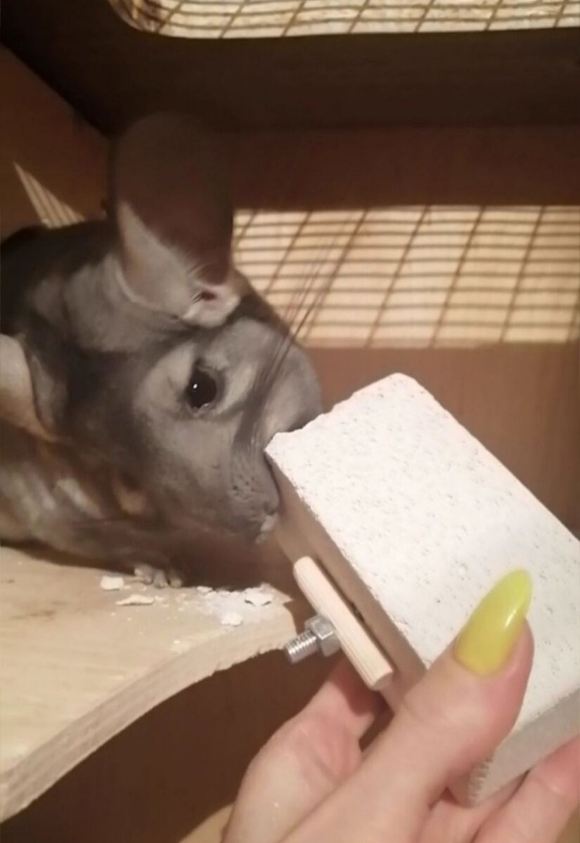 Бывает такое, что шиншилла укусила своего хозяина. Не пугайтесь, она не дикая, просто на это у неё были причины. В целом шиншиллы дружелюбные животные, поэтому их легко отучить кусаться.