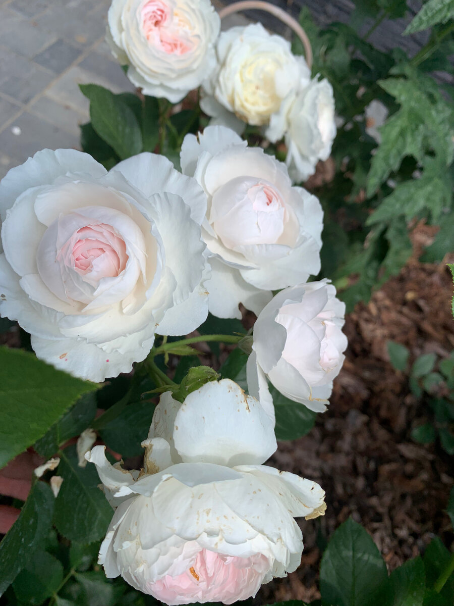 Герцогиня Кристиана