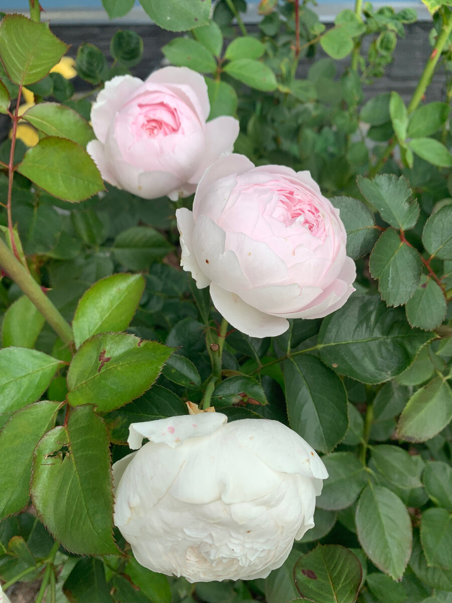 Герцогиня Кристиана