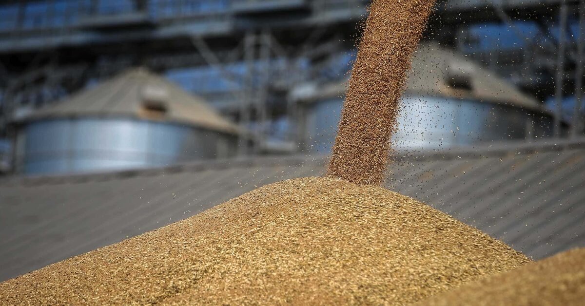 Зерно предприятия. Переработка зерна. Продукты переработки зерна на экспорт. Одну партию зерна. Россия пшеница.