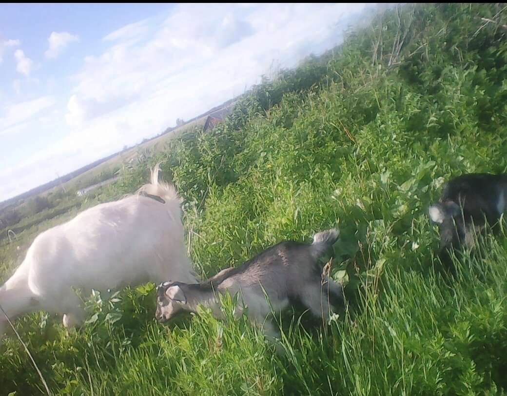 Фото из архива нашего лпх. На прогулке.