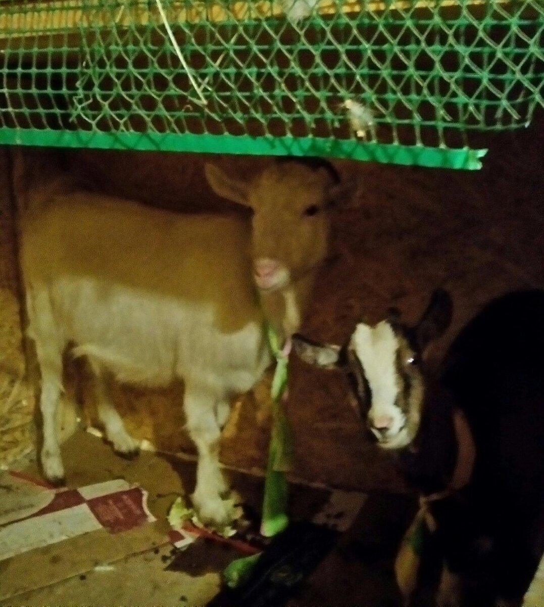 Фото из архива нашего лпх. Даша и Милка.