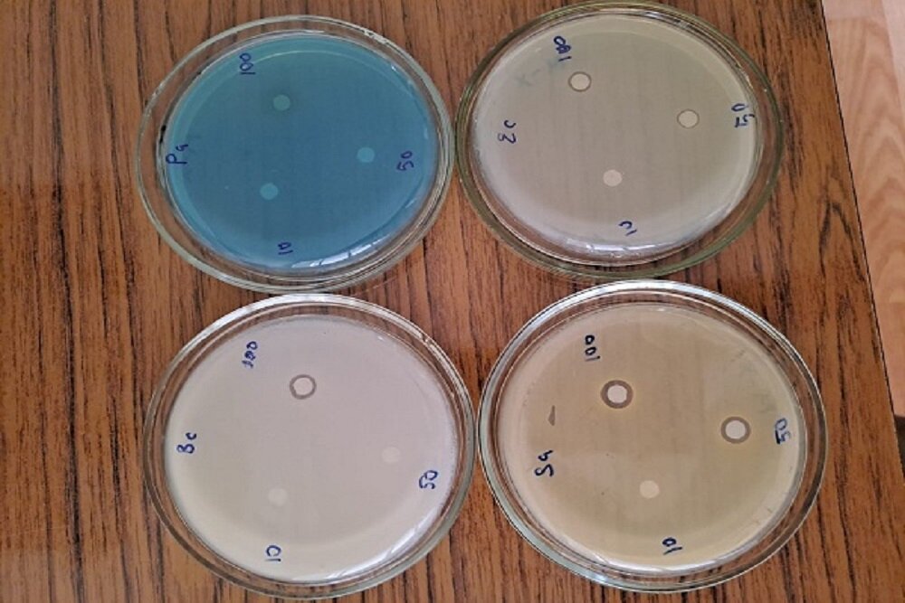 Фото Института цитологии и генетики