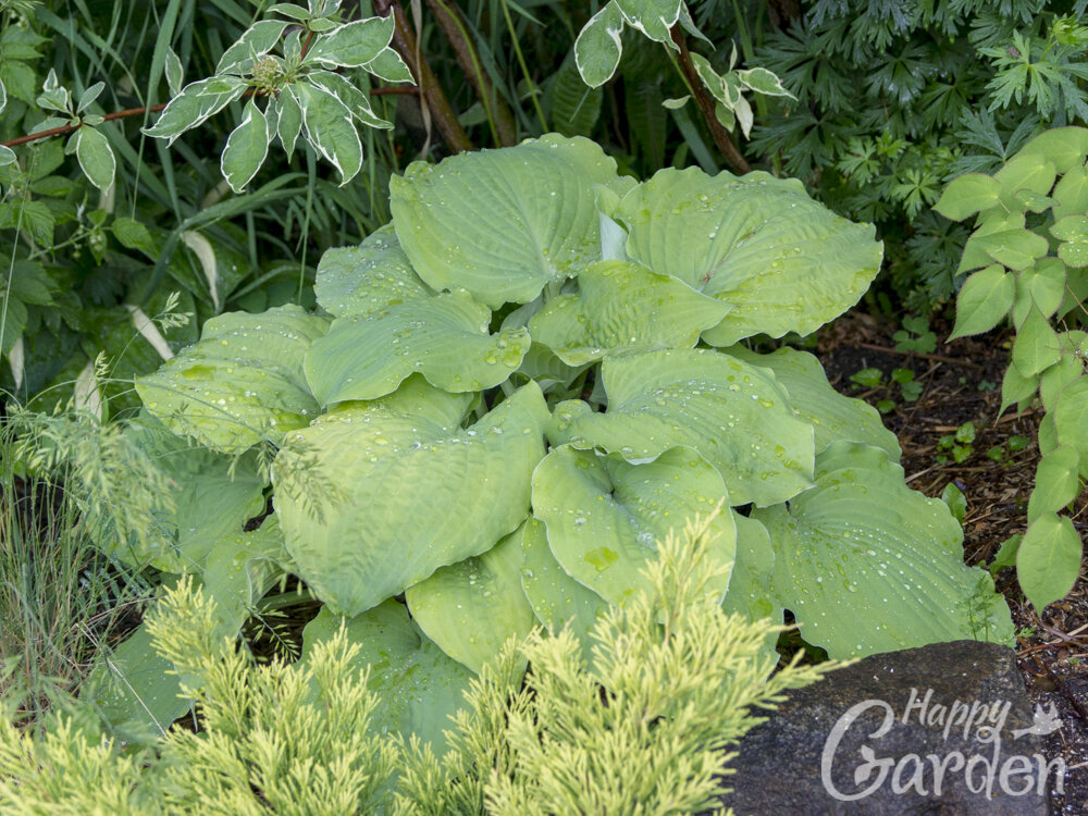 желтоватая хоста Cold Heart  с голубым напылением в сочетании с желтой хвоей можжевельника Lime Glow