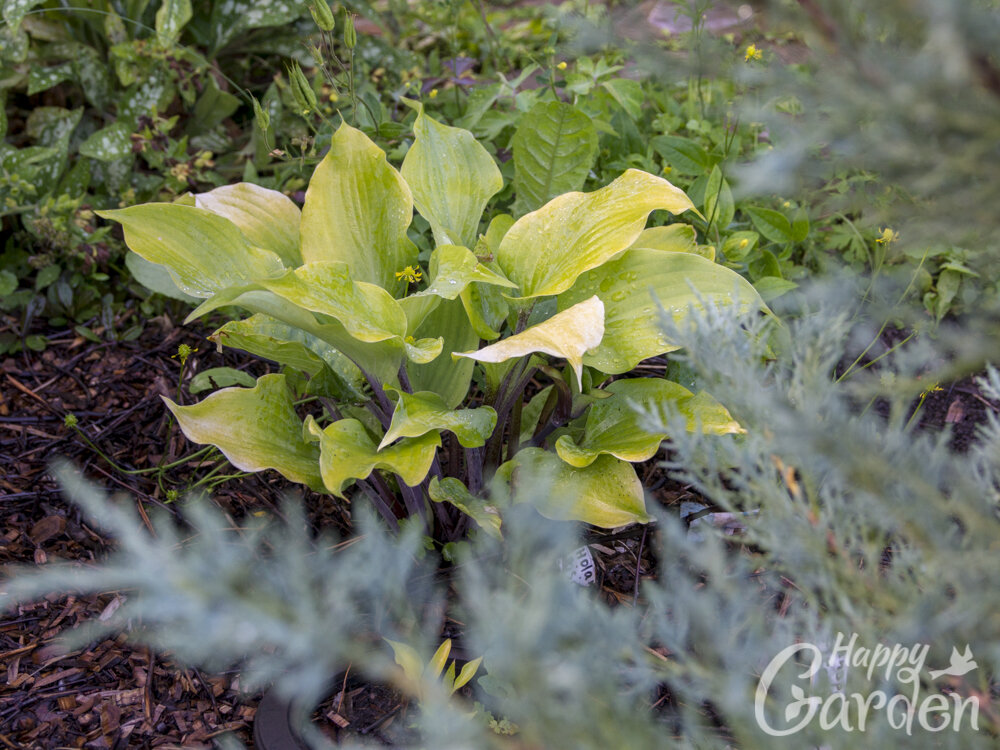 хоста Holar Rising Flame и можжевельник скальный Moonglow