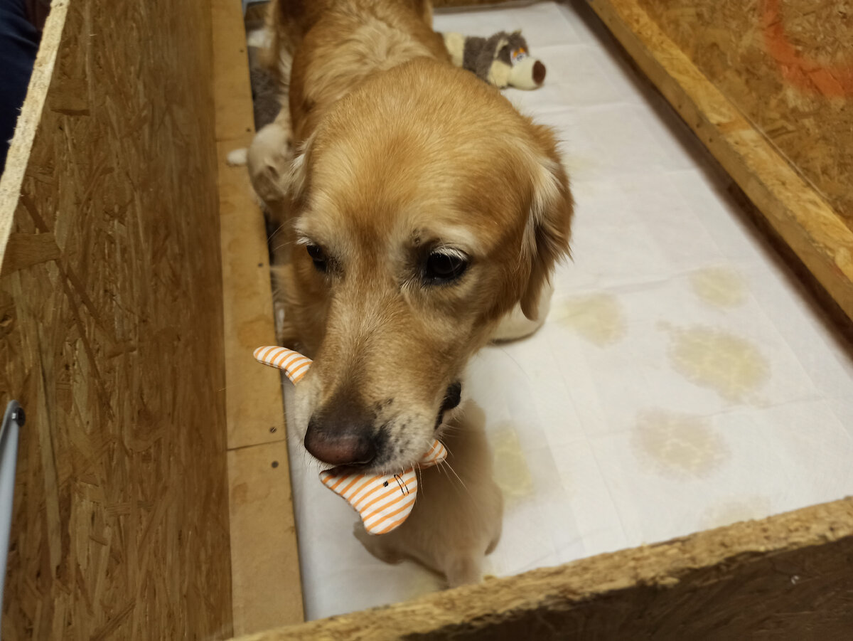 Ляля утащила у детей игрушку ))) Заметьте, кот ещё с хвостом!