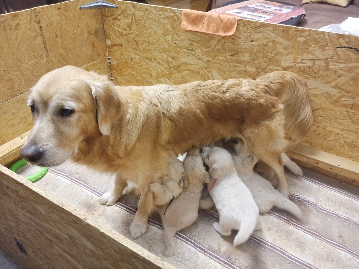 Давка и ажиотаж за витаминкой )))