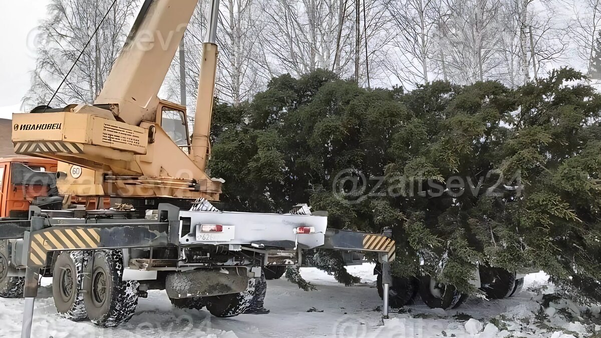     Жительница Шарыповского района рассказала, что местные власти срубили огромную елку на частной территории и установили её на городской площади.